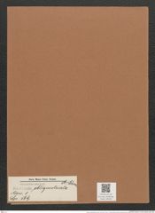 Navicula obliquestriata A.Schum. (de-Toni-Nr.: Genus 1, Species 569) Zeichnungen Sammlung Grunow Mappe 00493 (Herbarium_W_Grunow_drawings_Folder_00493)